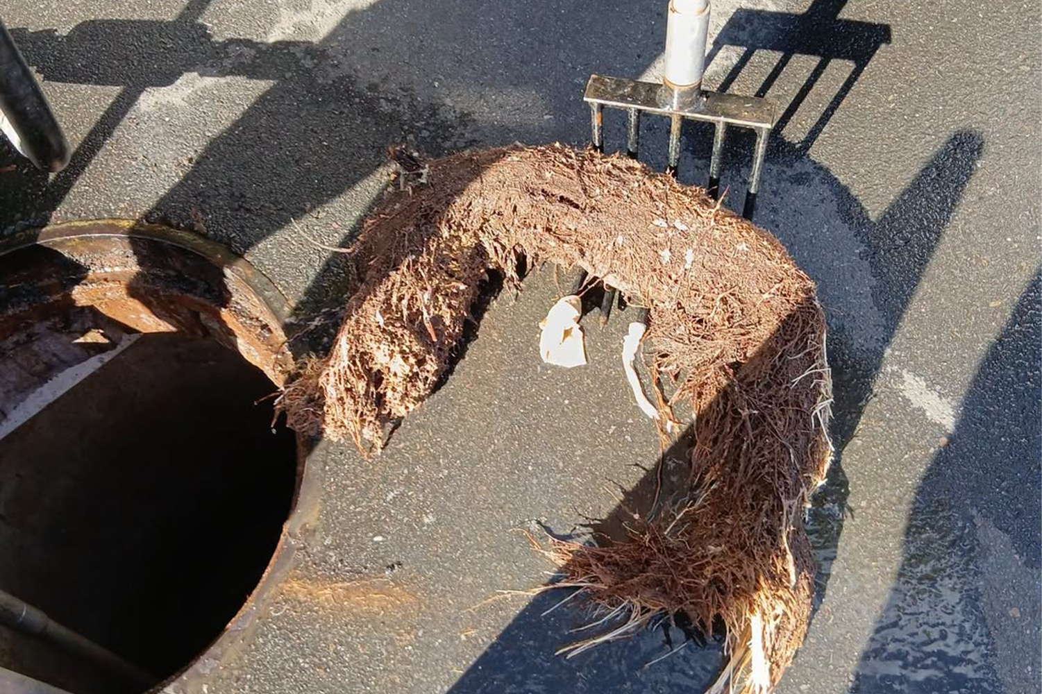 Aussie crew's huge 'slug' discovery in Aussie sewer prompts backyard ...