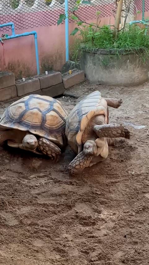 Turtle helps another turtle in a difficult spot