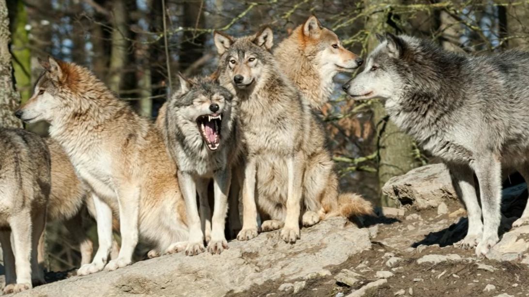 This wolf pack surrounded a black bear – then they went in for the kill