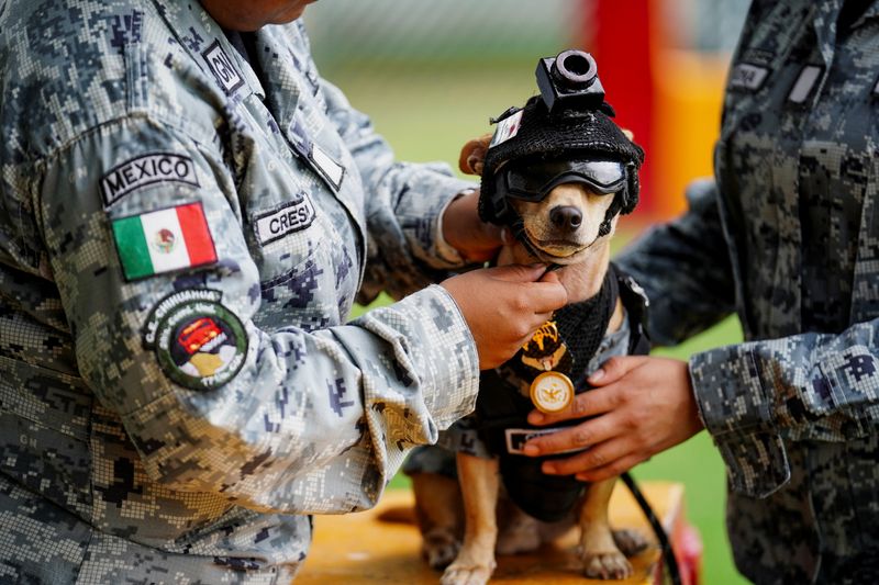 Mexico's National Guard debuts tiny Chihuahua recruit