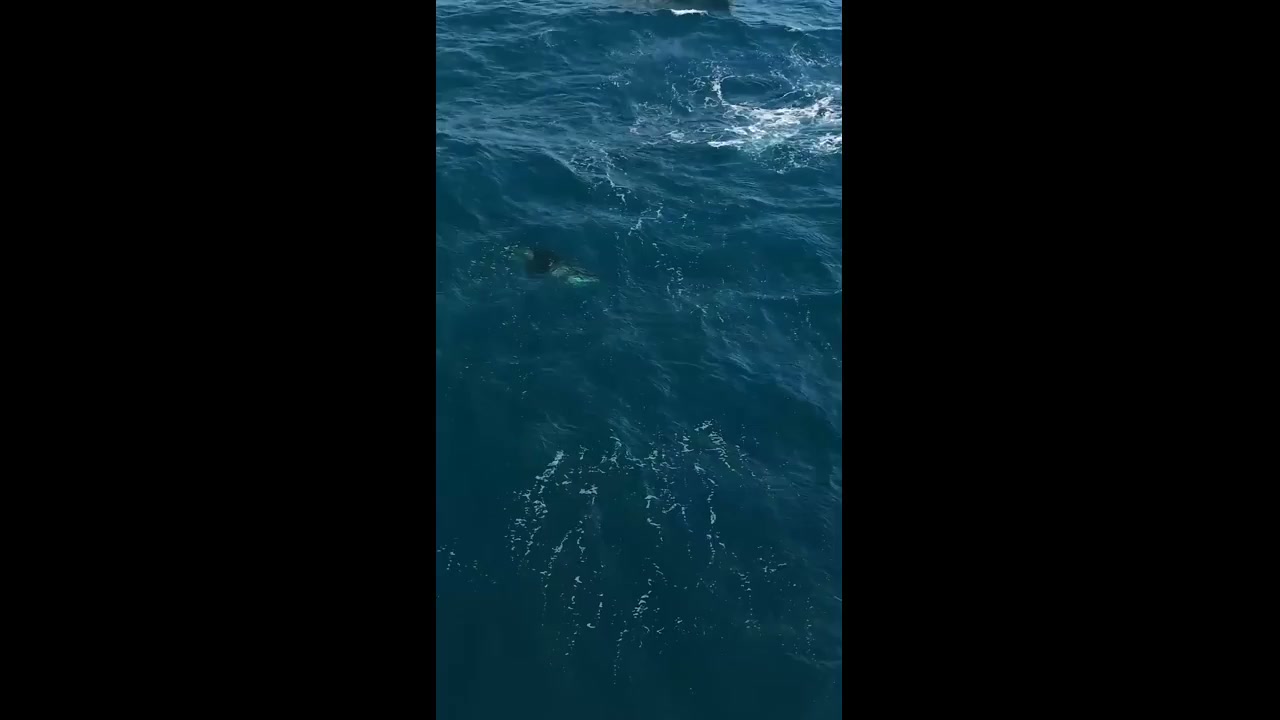 Two Wild Orcas Thrill Whale Watchers In California Beach