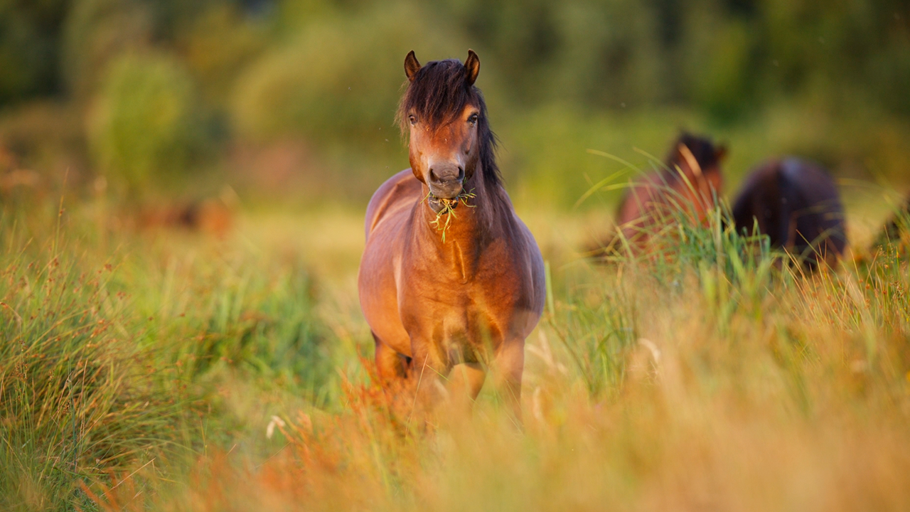 Bekijk dit paard dat in alle rust aan het eten is