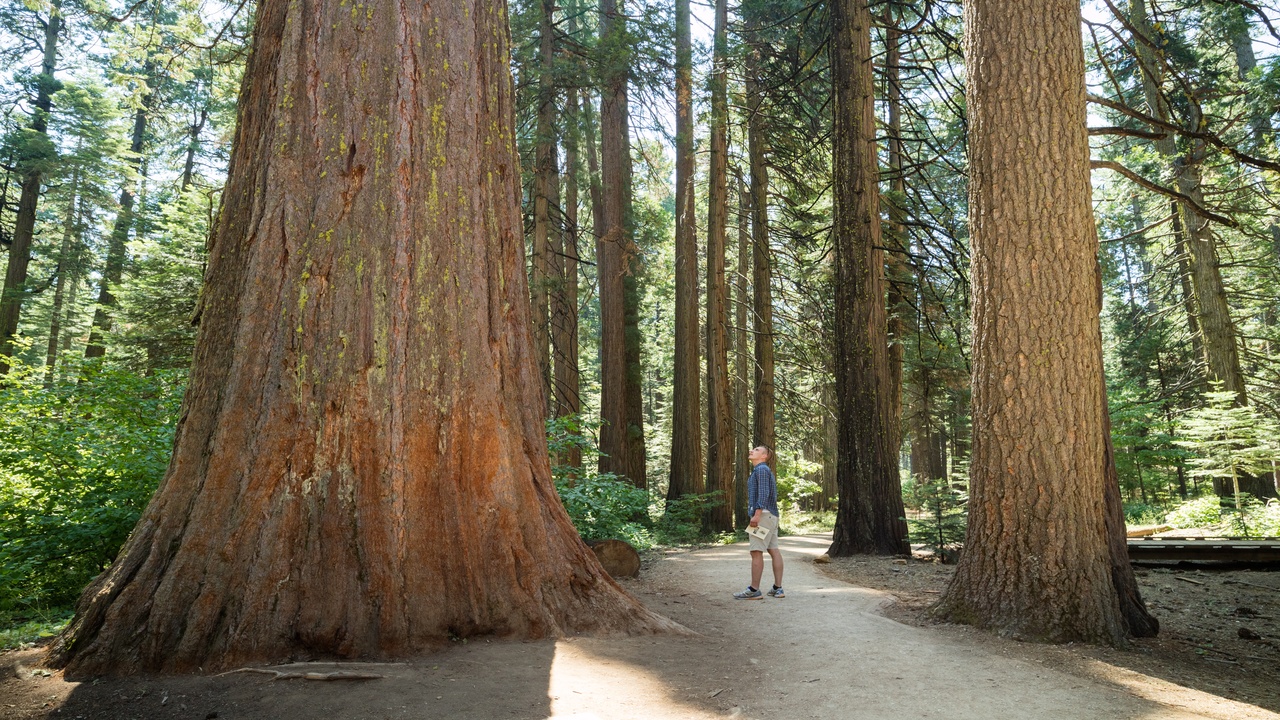 You can walk inside a fallen giant sequoia off Highway 4 in California