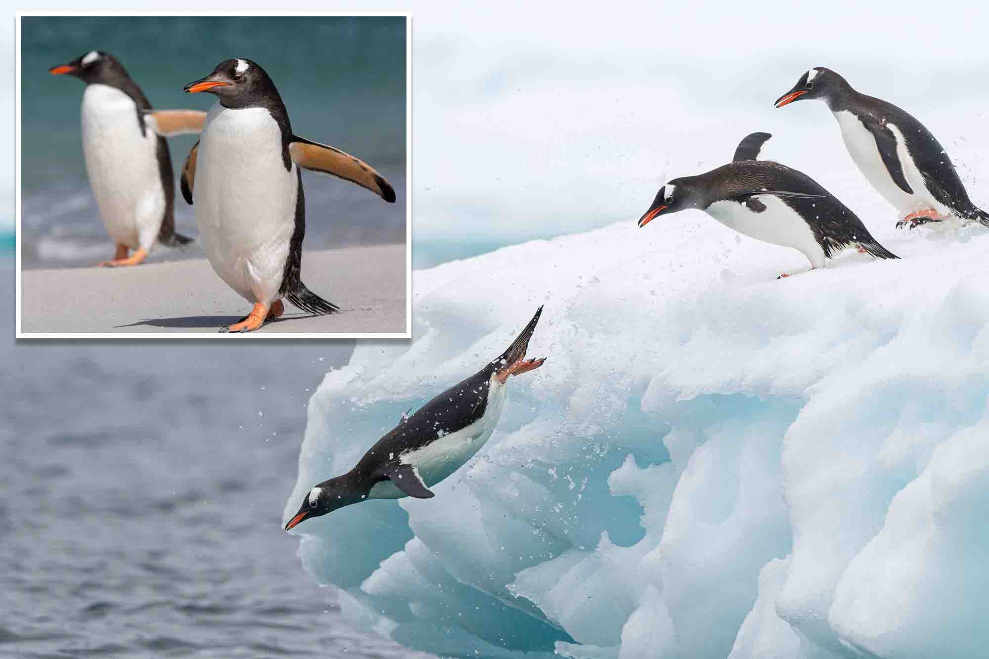 Scientists identify new species of penguin in subantarctic waters — the ...
