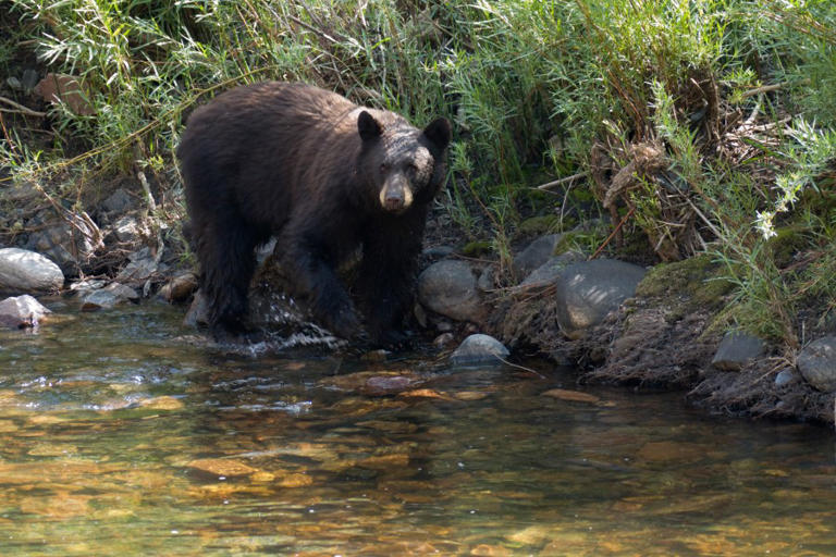Grants announced for human-bear conflict reduction
