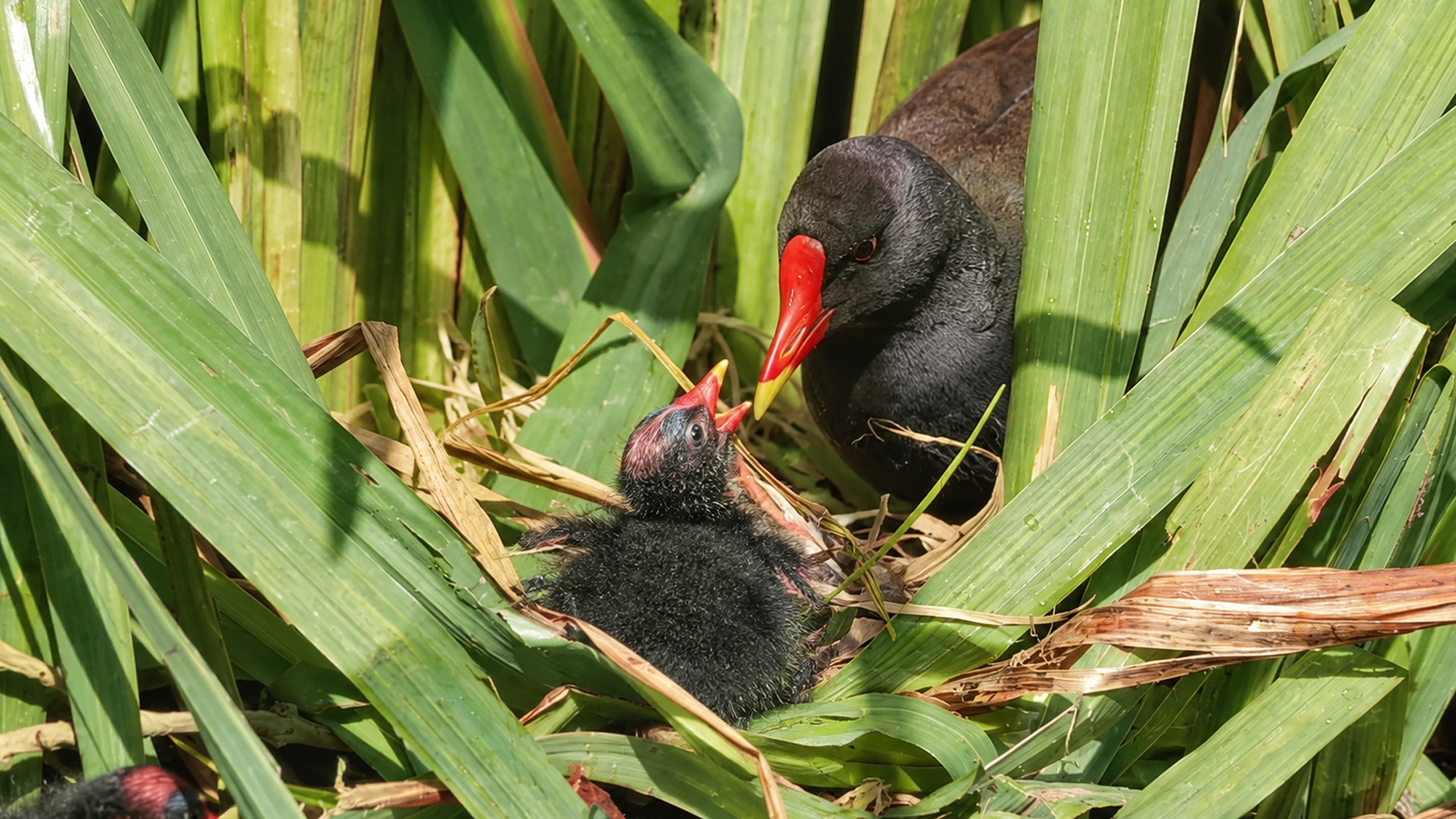 Parent bird brings food to a hungry chick on camera