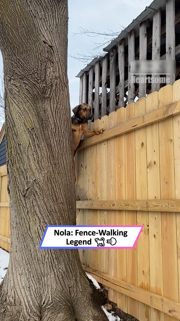 Inquisitive rescue dog unexpectedly showcases skills reminiscent of a ...