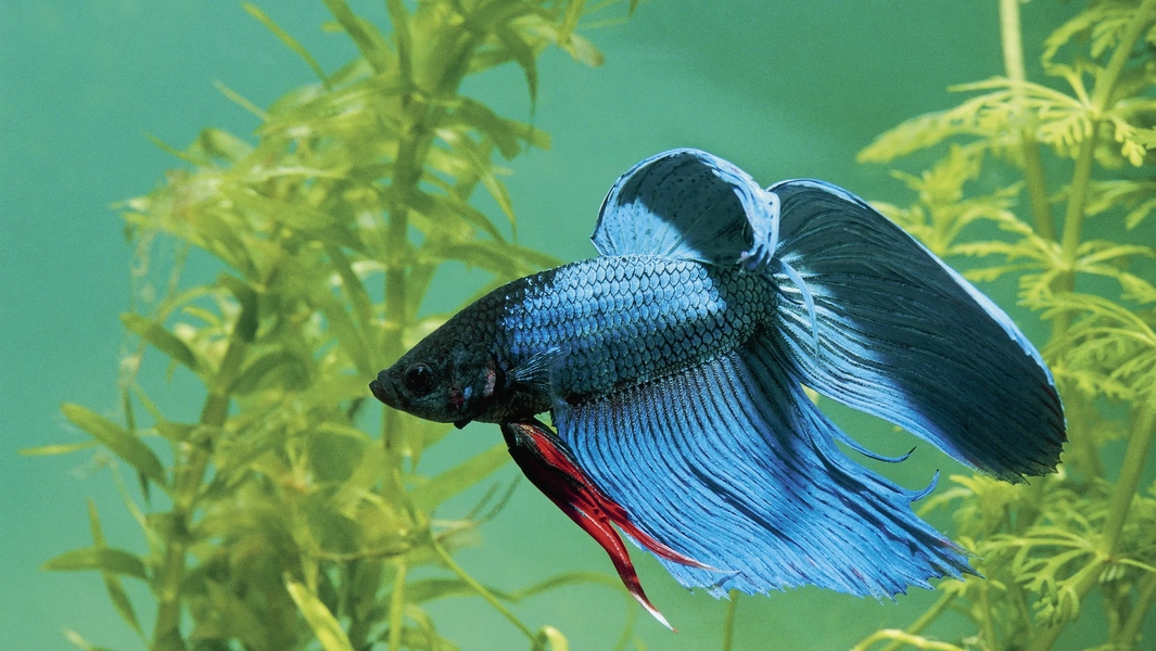 Betta fish care tips for happy fins