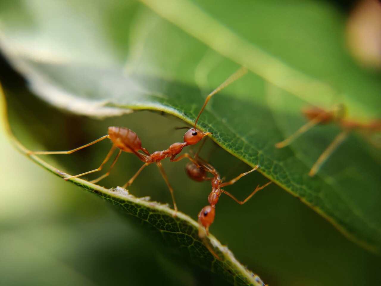 Insects are essential to vertebrate life—as food, shelter and medicine