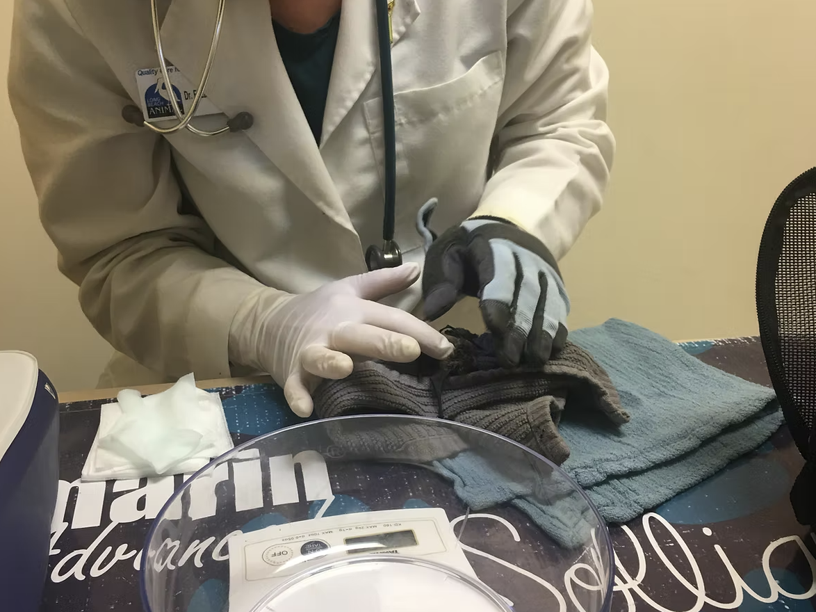 County matches record for rabid bats as peak season continues