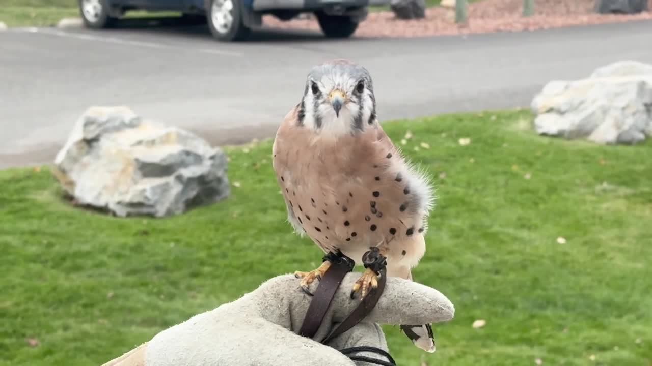 A new chapter takes flight at Montana Wild: avian walkway opens
