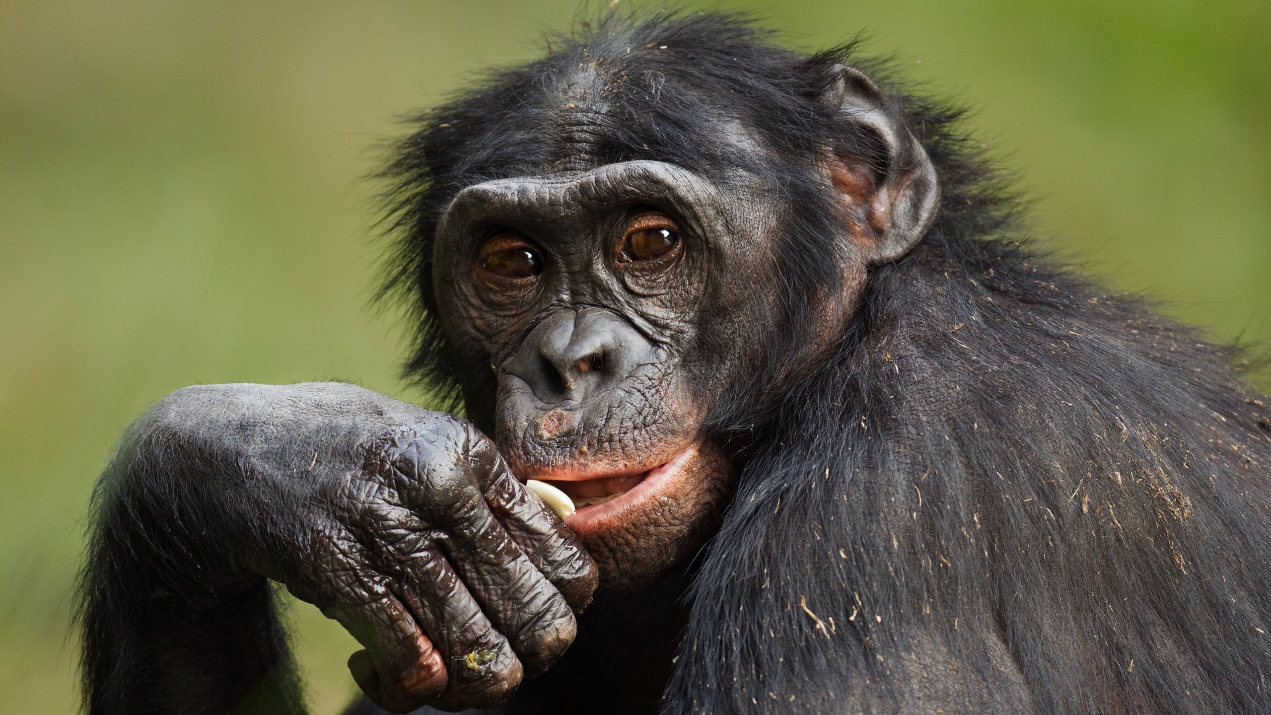 Primate communication may follow grammar patterns once thought uniquely ...
