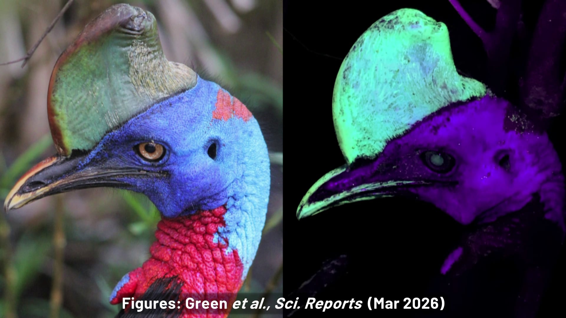Moment of science: Cassowary headgear glows under UV light, study finds