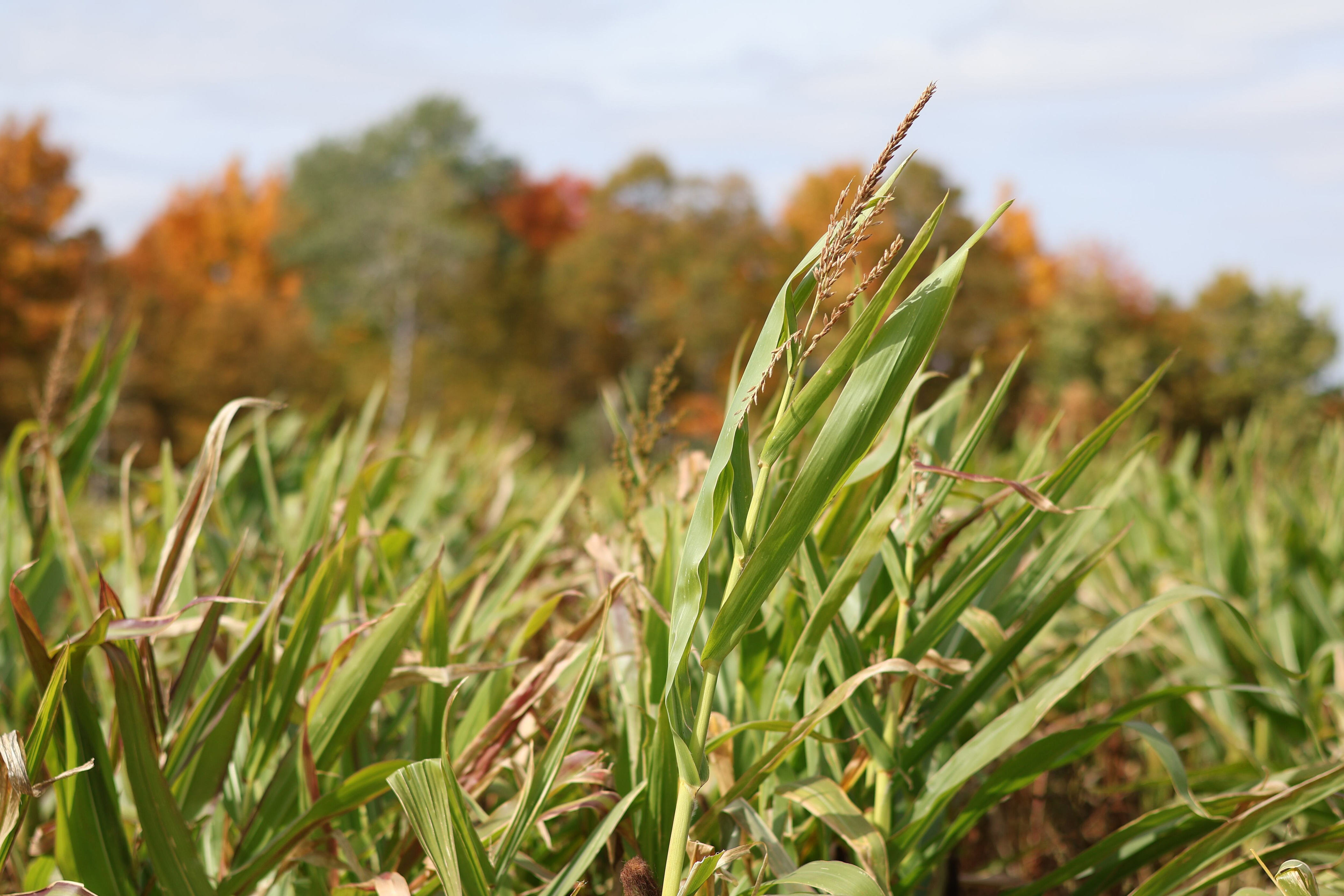 Farmers face drought conditions in Upper Michigan