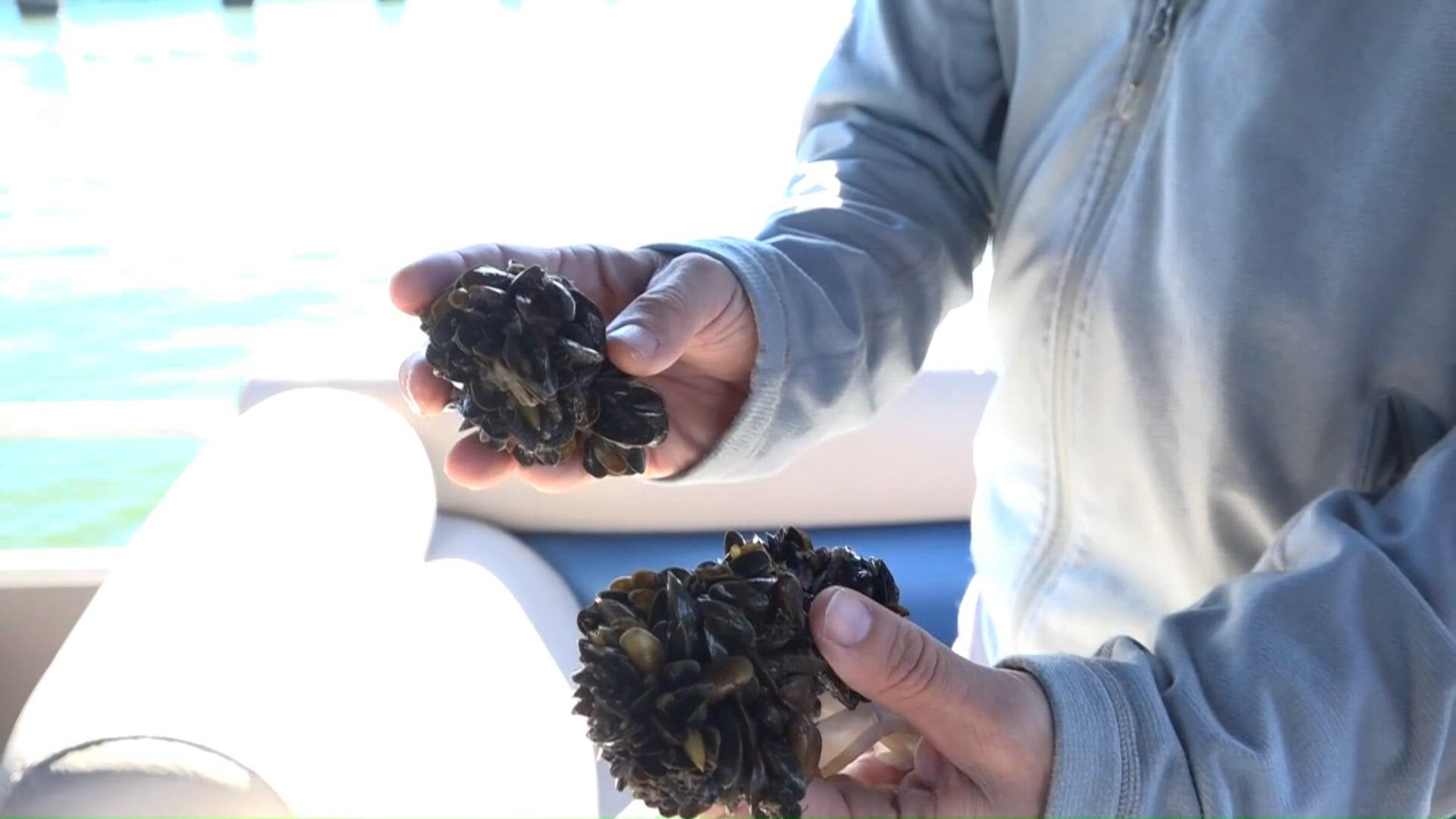 Newsom signs bill to speed up California's response to golden mussels