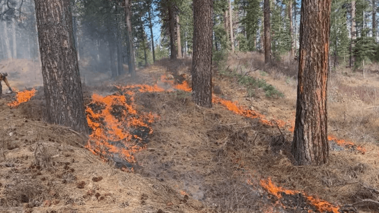 Shasta-Trinity National Forest plans prescribed fires; residents may ...