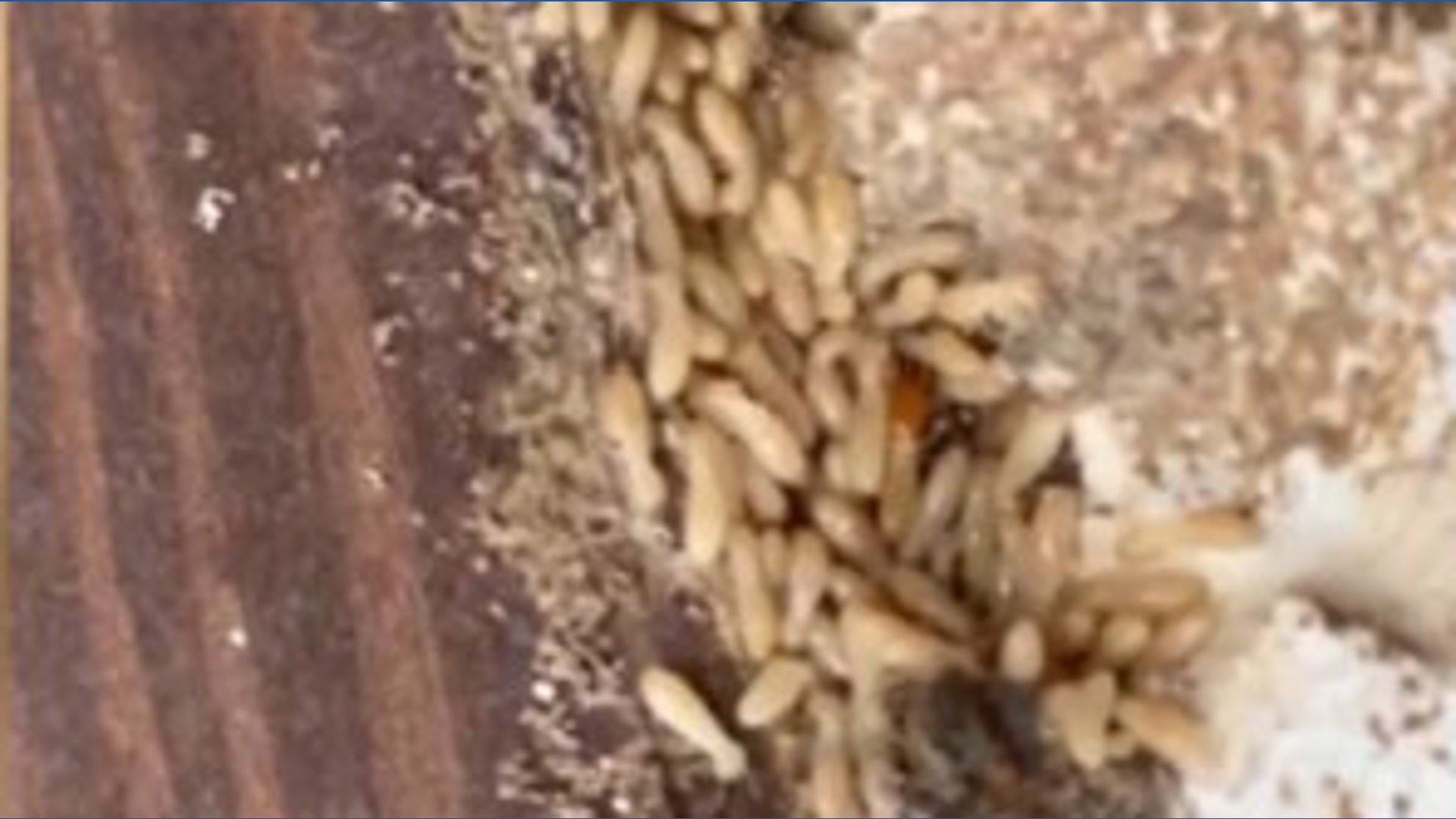 Termite activity going up as valley cools down