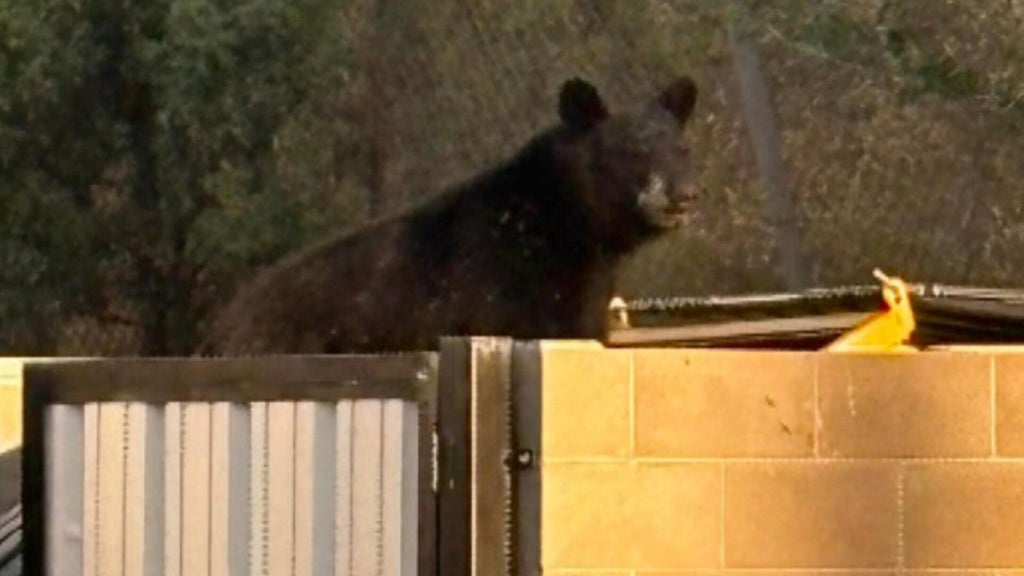 Colorado awards $1 million in grants for bear-proofing efforts ...