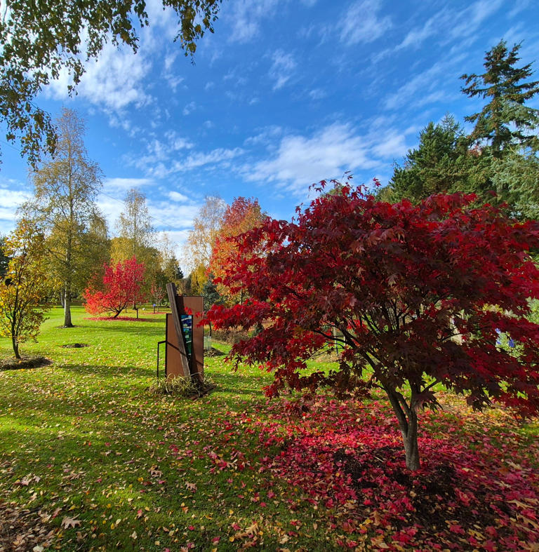 The 12 best gardens to see spectacular autumn leaves in the UK