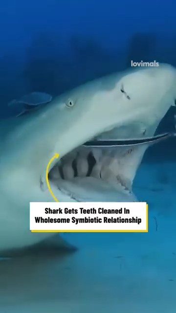 Shark gets teeth cleaned in wholesome symbiotic relationship