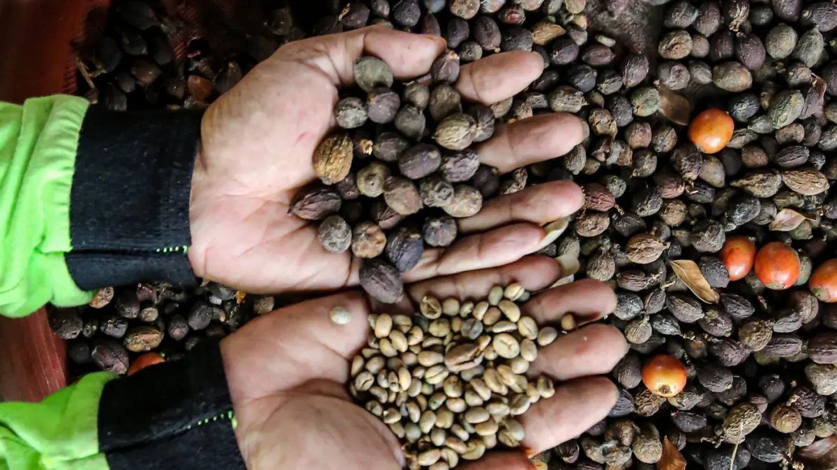 Kopi hitam vs latte: pilihan bisa ungkap sifat asli Anda!