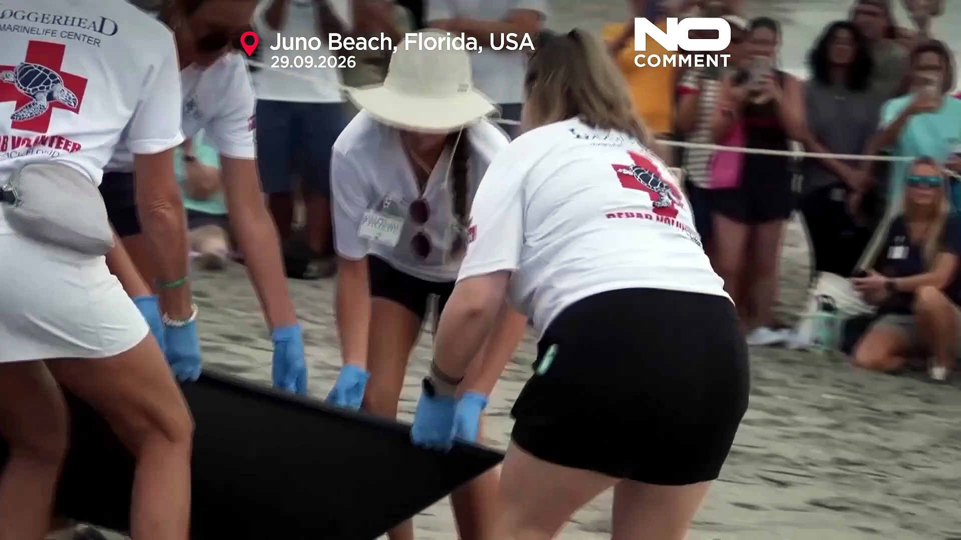 Rehabilitated green sea turtle Jurassic returns to Atlantic
