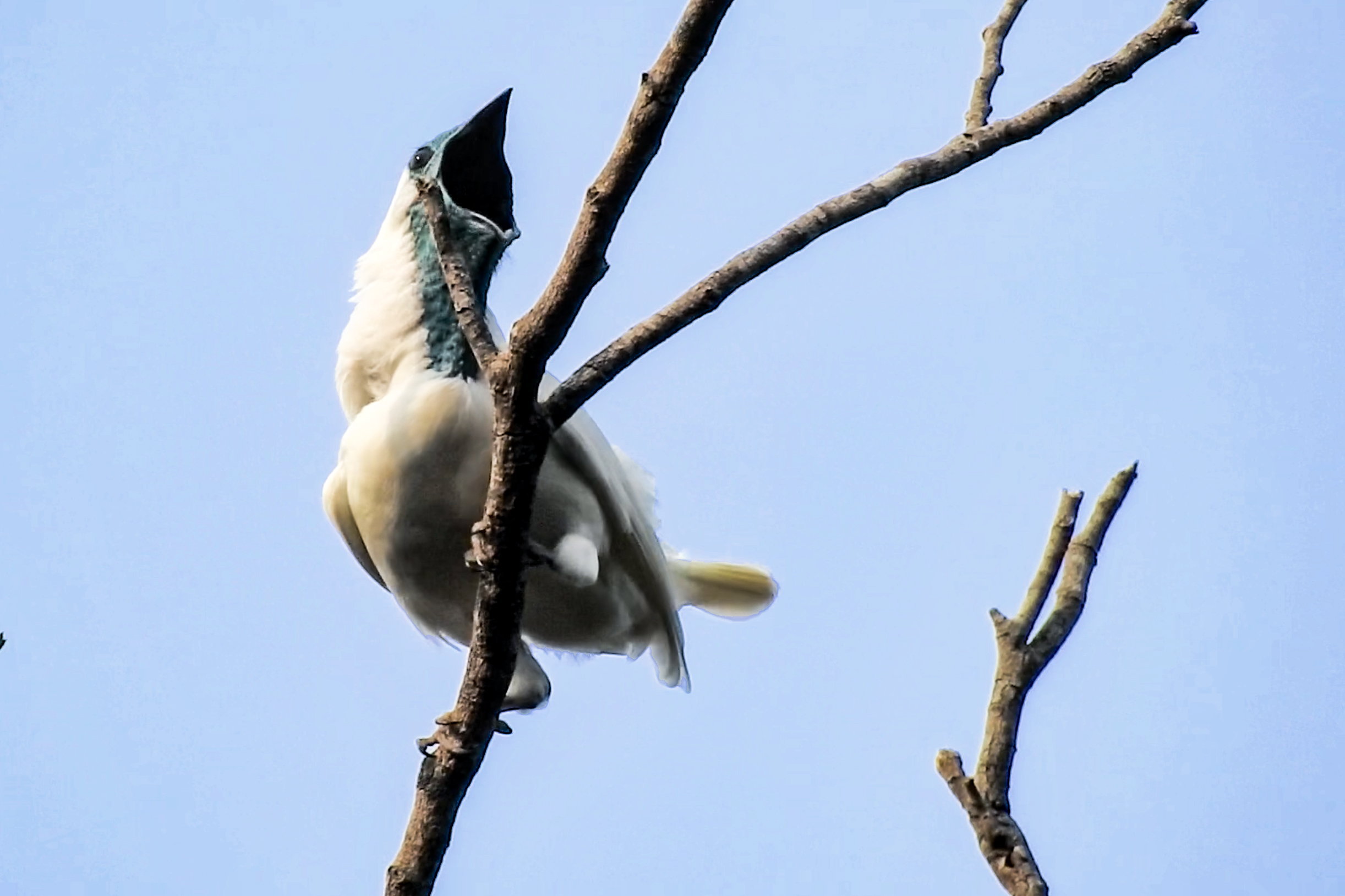 Two new contenders for world’s loudest bird identified in study of 123 ...