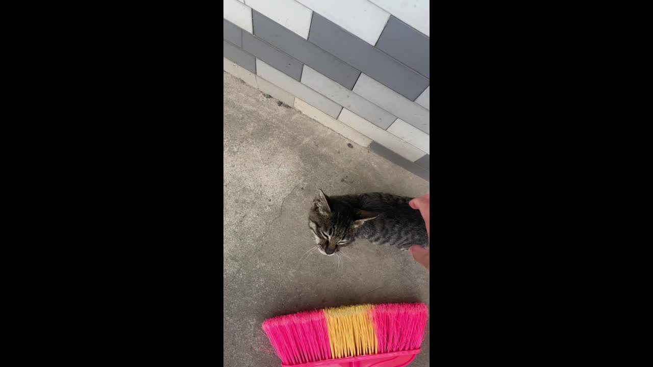 Cat catches mouse after being placed in a berry-filled container in ...