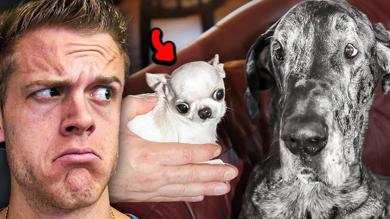 How do they get along? Huge vs. tiny dog!
