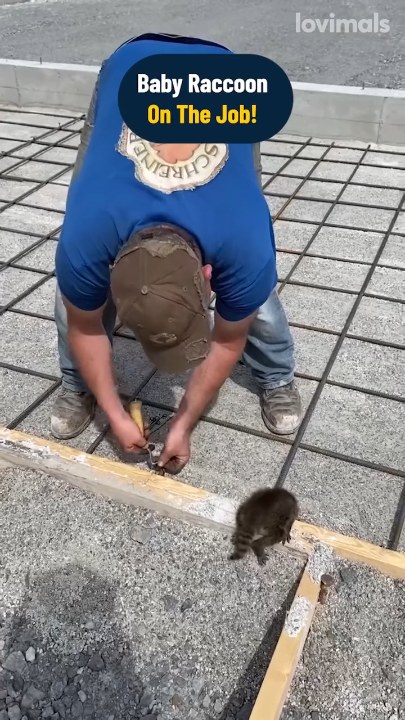 Baby raccoon joins dad at work