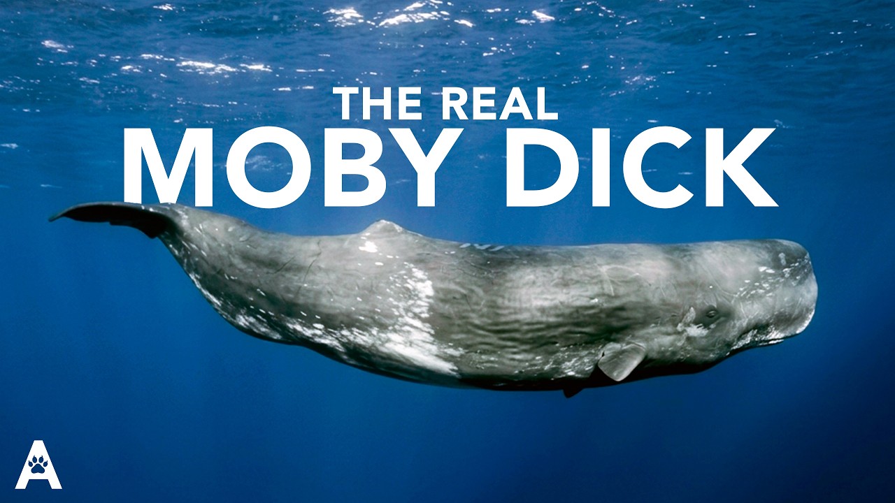 Moby Dick was fiction… but this whale was real