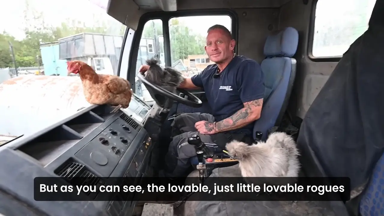 Chickens' escape to freedom along the M6