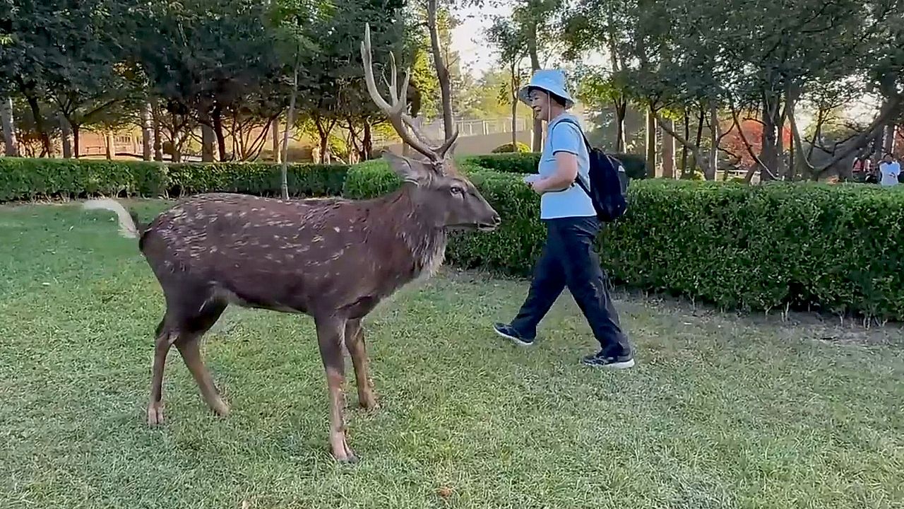 Grumpy sika deer charges at tourist who got too close