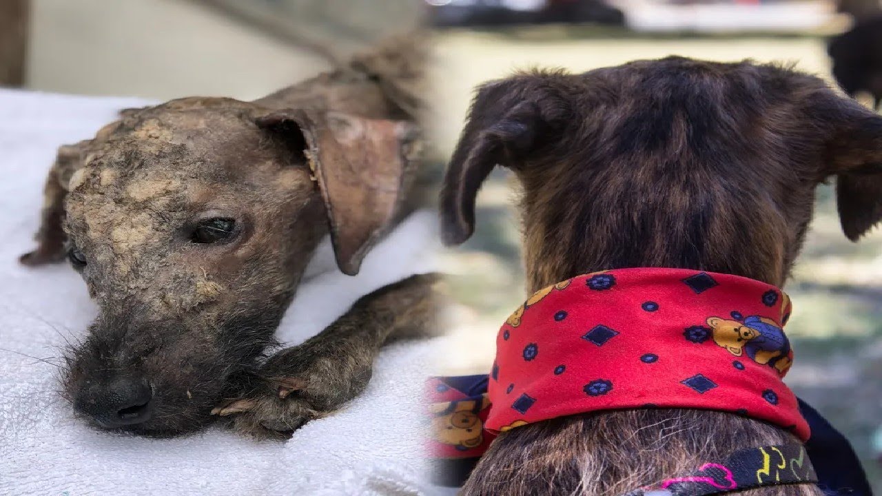 Woman finds sickly stray on the street, now the dog is unrecognizable