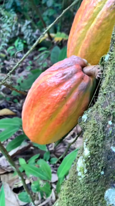 From cacao to chocolate, where the process begins