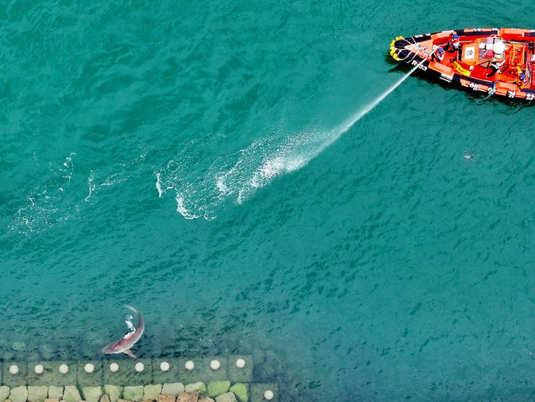 Shark stranded in South Korean canal draws 600,000 visitors as rescue ...