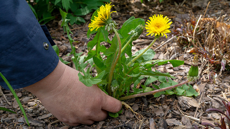 Easily remove weeds with an Amazon tool that's under $10