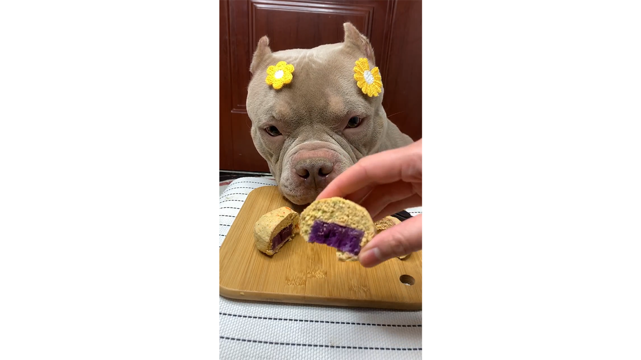 Curious pit bull inspecting purple-filled homemade treat