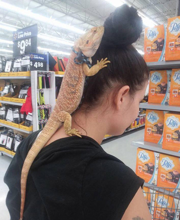 Pets can also be hair accessories