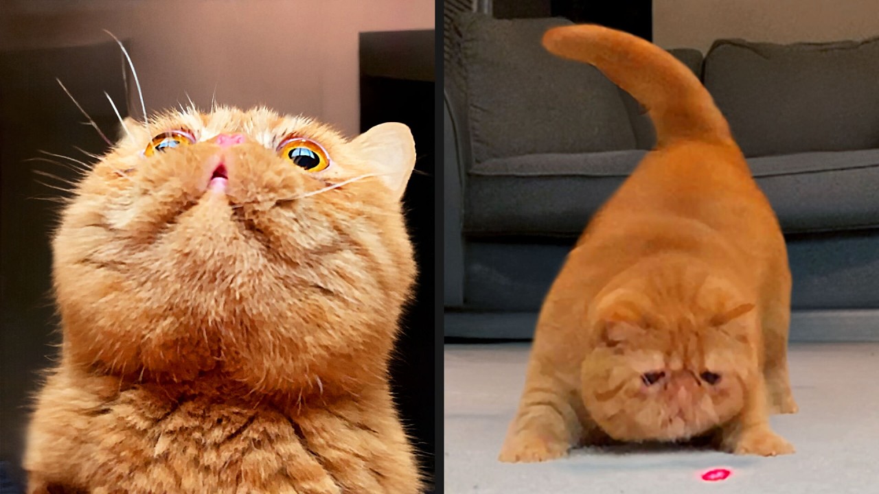 Ginger cat starts acting so weird - his human has absolutely no explanation