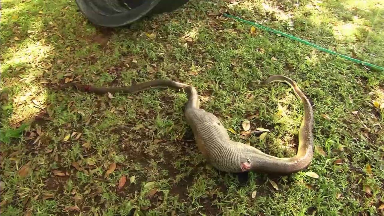 Rescuing 5 meter kangaroo eating python