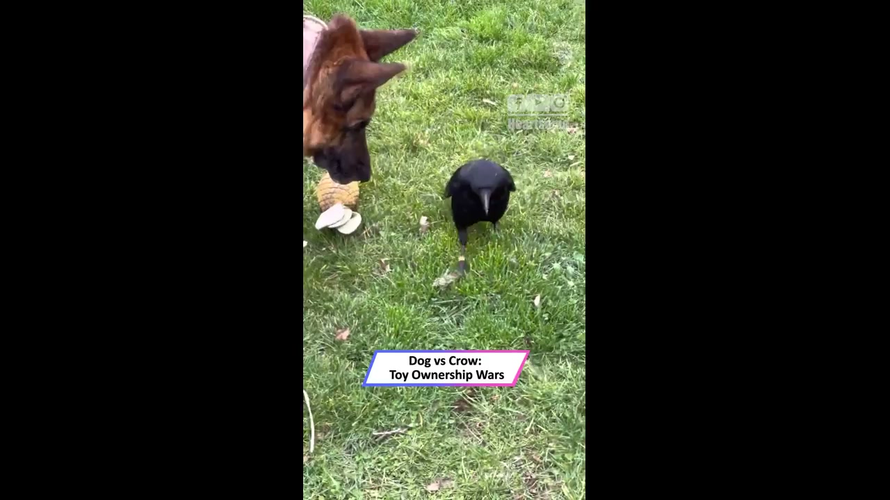 Tug-of-war: An unexpected contest between a German shepherd and a crow