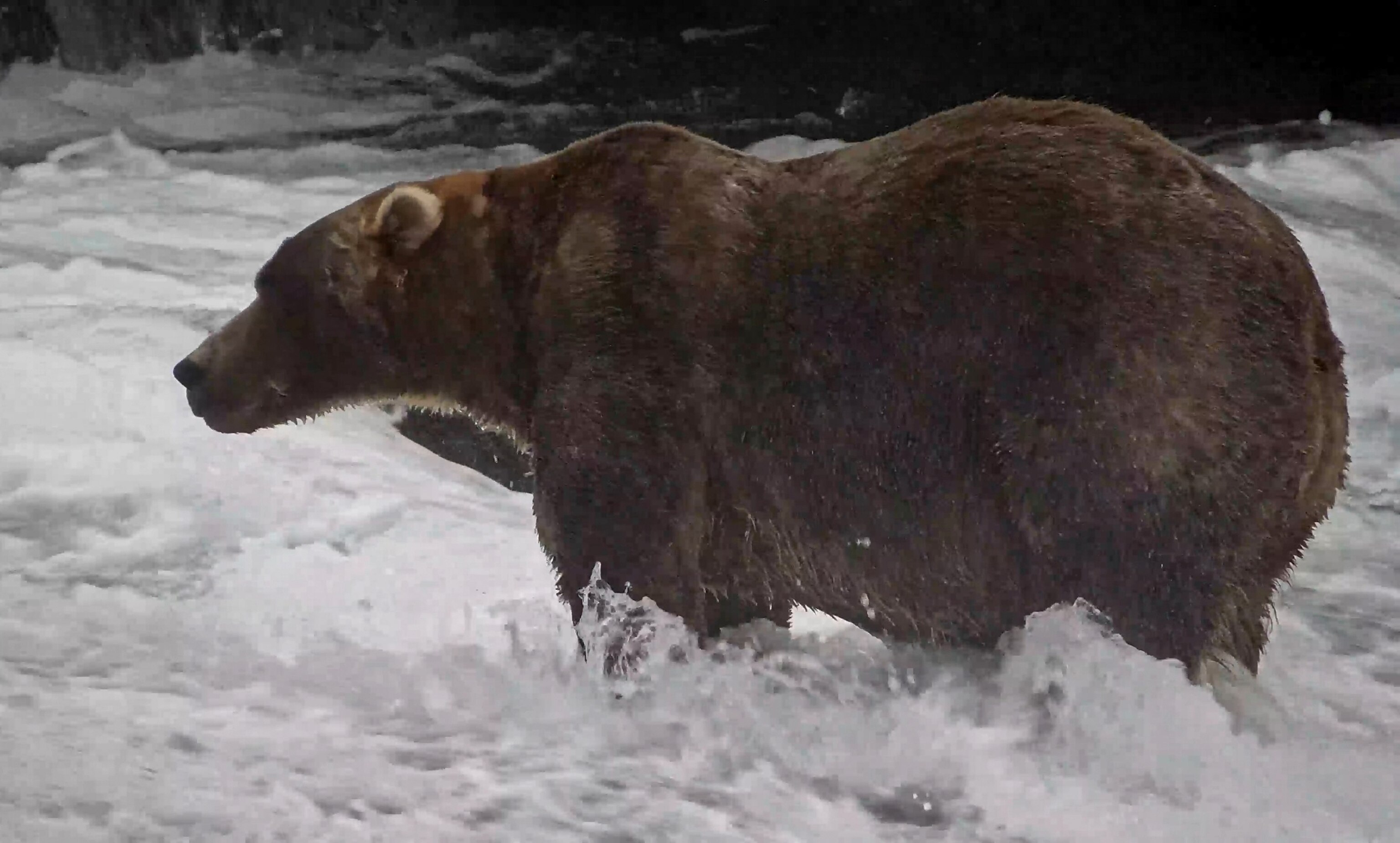 Winner of Fat Bear Week competition crowned