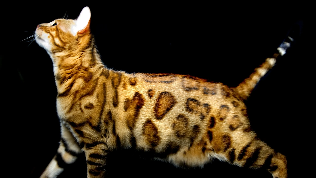 Living with a Bengal cat’s wild charm