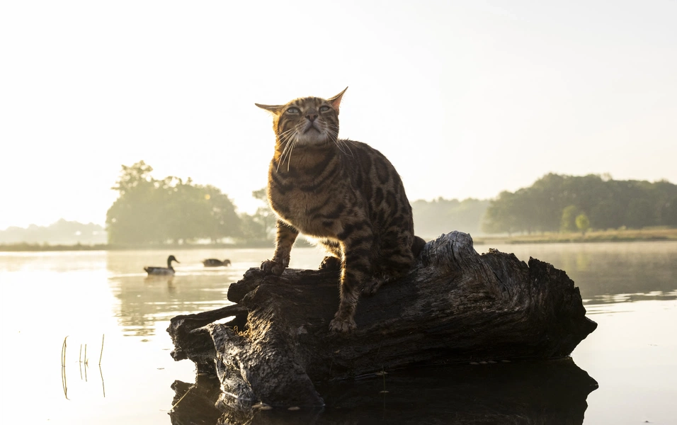 Living with a Bengal cat’s wild charm