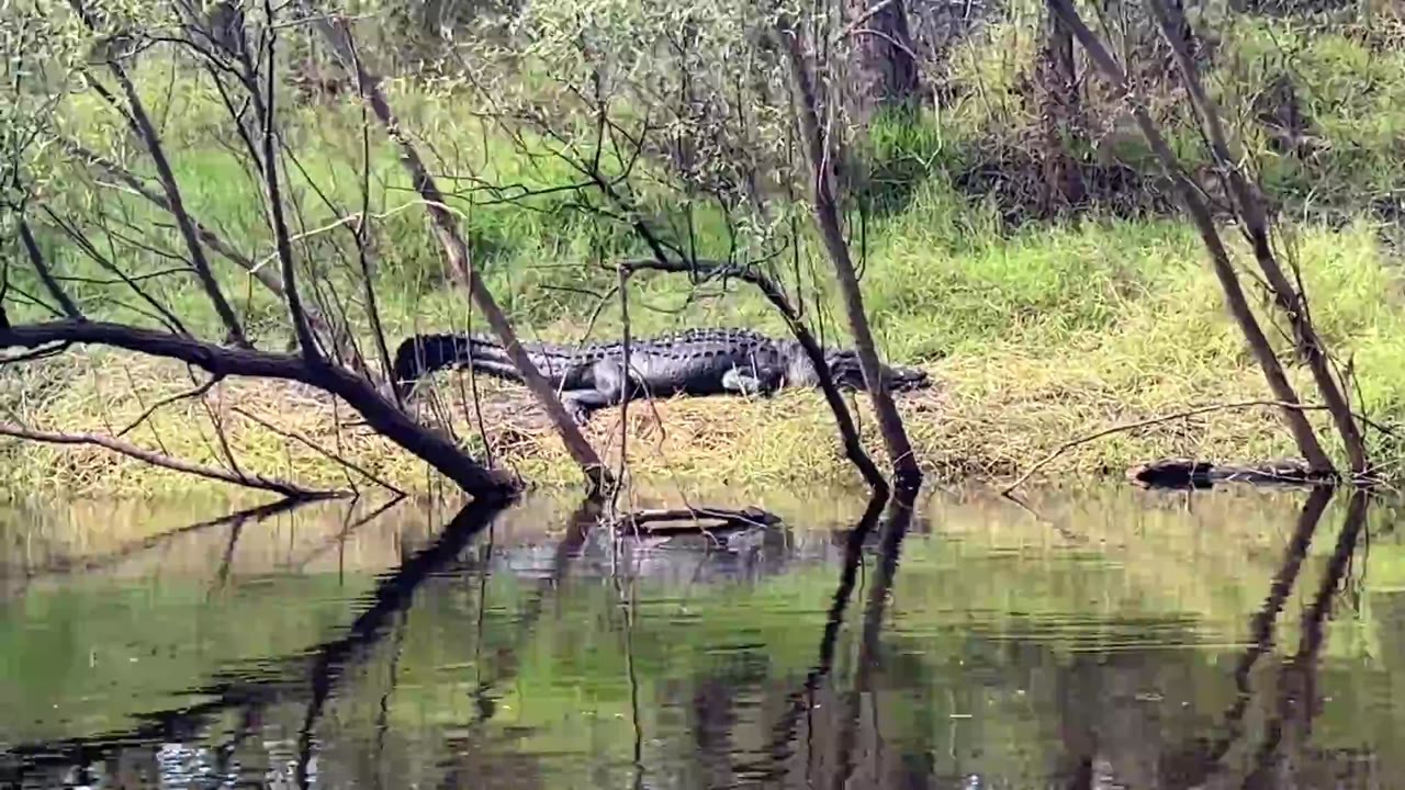 They paddled past 20 alligators - then spotted a 10-foot monster