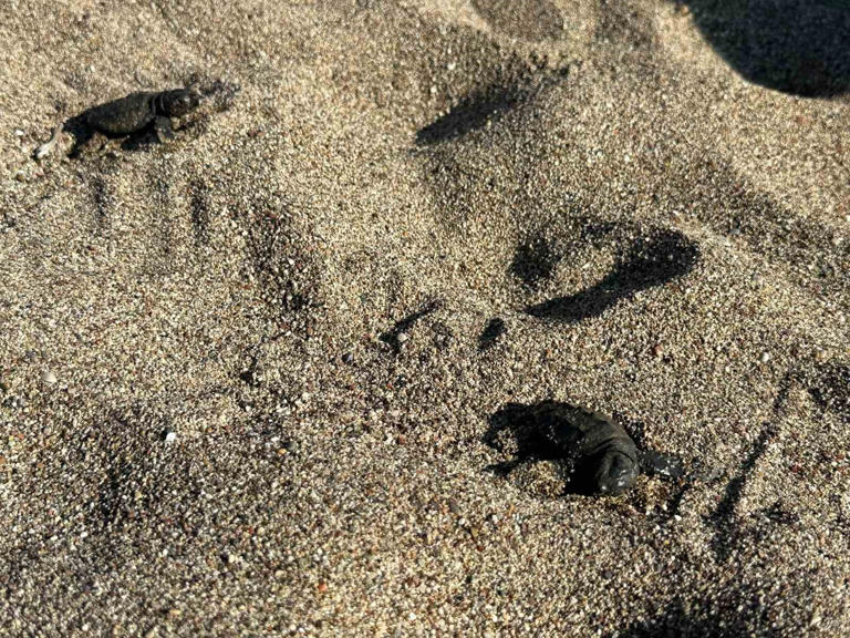 Kemer’de son caretta caretta yuvası açıldı