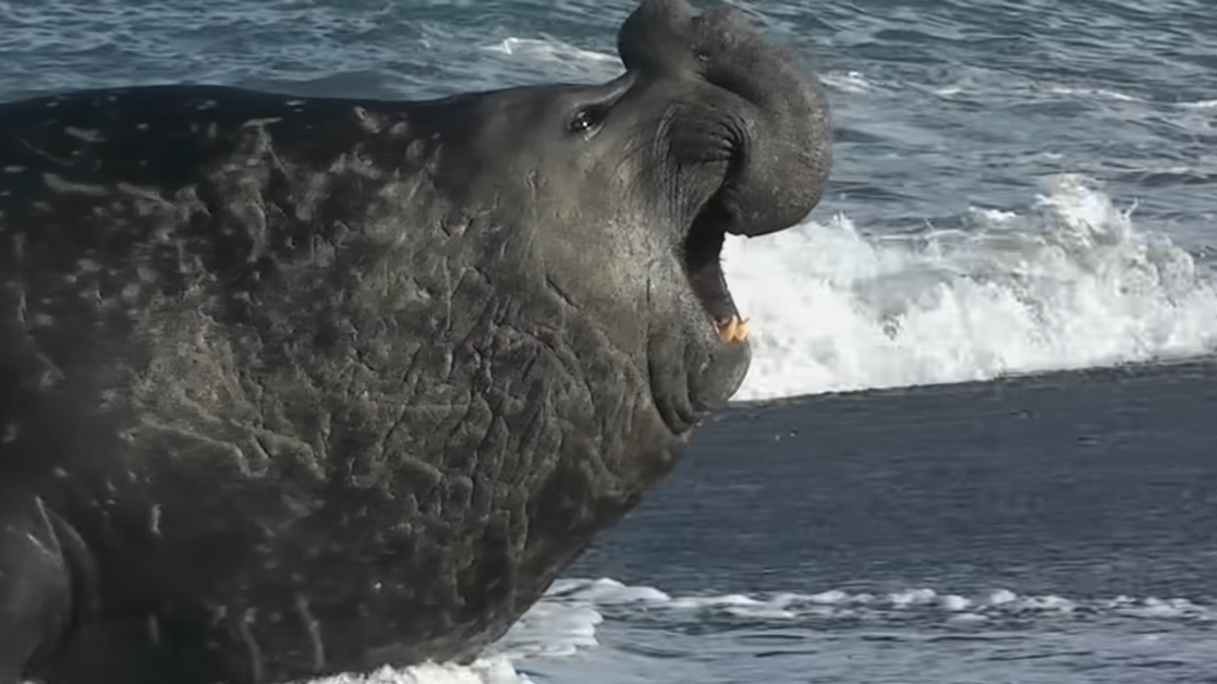 Watch two 4-ton elephant seals slam into each other over 150 females
