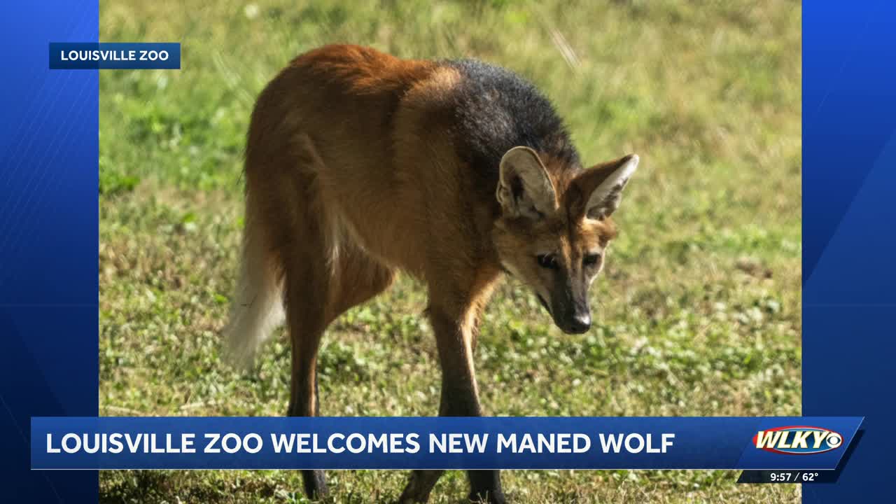 Louisville Zoo welcomes new female maned wolf Ayla