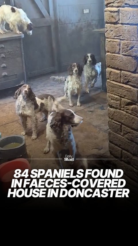 84 spaniels rescued from faeces-covered house in Doncaster